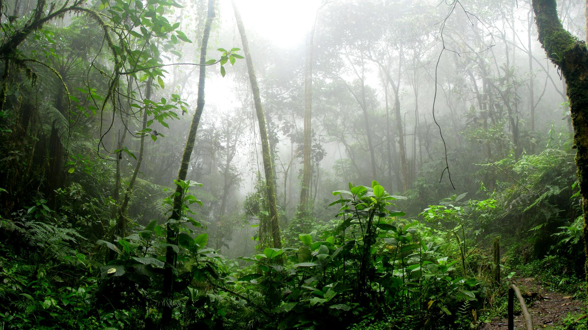 Amazonas – Osotur Colombia